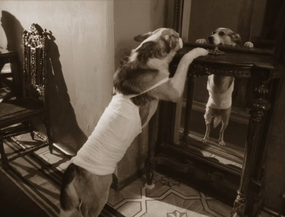 пёс Шарик Я красавец! Очень возможно, что бабушка моя согрешила с водолазом.