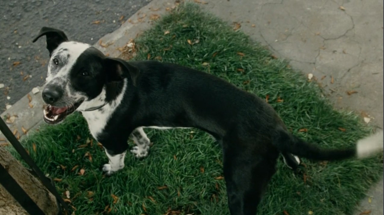 Все сделал? Пе-ре-кра-сно! Пошли теперь домой, на диване ещё посрёшь!