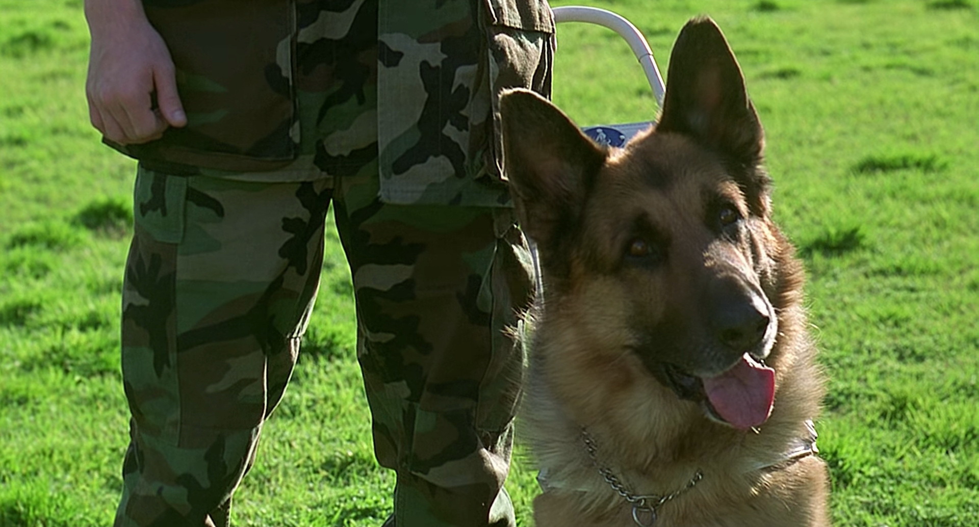 — Вы знаете, что собаки не допускаются в строй, мистер Эйс Вентура?
— Меня это не касается. Это собака — поводырь для слепых.
— Зачем тебе слепая собака?
— Это я слепой, а не собака, идиот! [гав!]