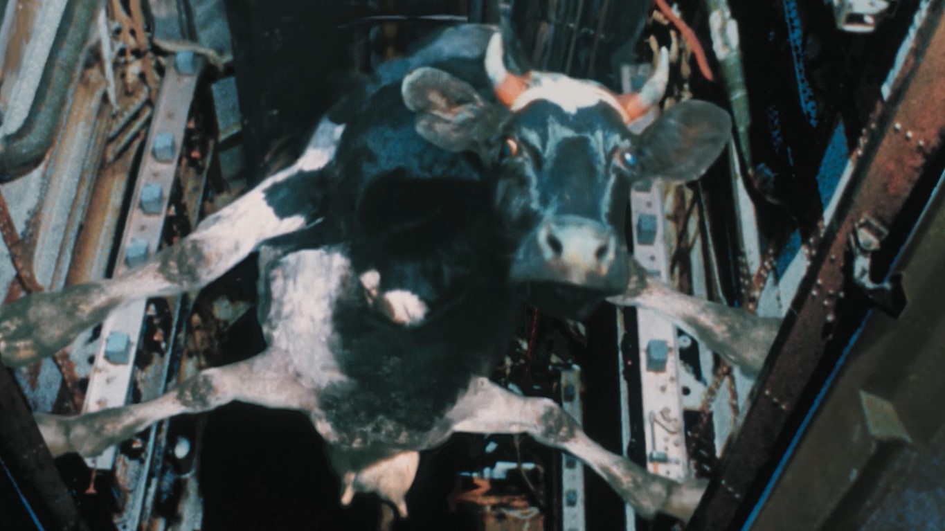 Жить захочешь – не так раскорячишься.